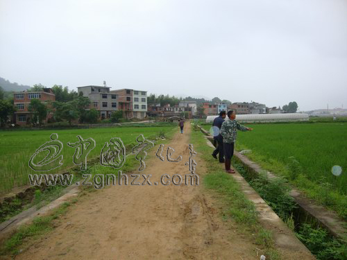 寧化農業部門及時防控早稻稻瘟病