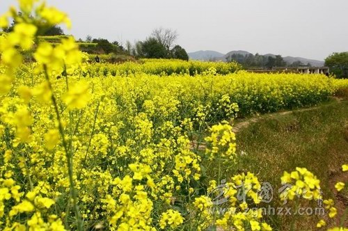 寧化田背：菜油增產六成