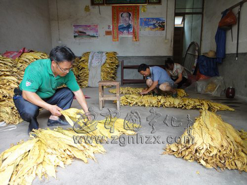 淮土鄉烤煙預檢員入戶教煙農分級扎把