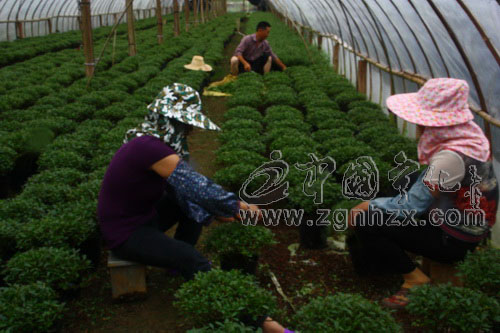 寧化泉上：貼息貸款，貼心發放