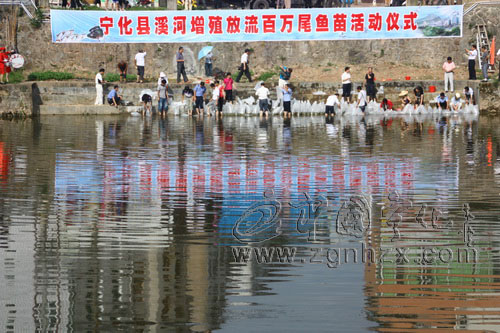 寧化：百萬尾魚苗歡快游入翠江河