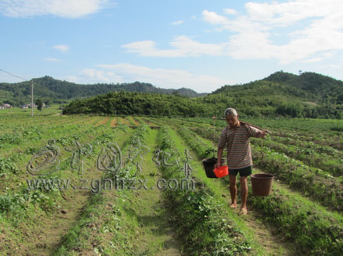 湖村鎮(zhèn)8000畝“莆薯-16”移栽結(jié)束