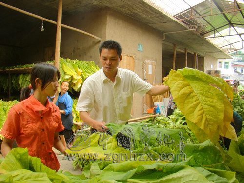 黨代表風采④：鐘玉春：“我的“辦公室”在煙田里