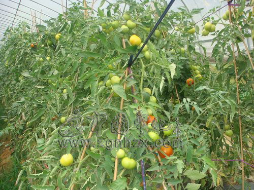 寧化：大棚試種嘉麗大紅番茄進入采收期