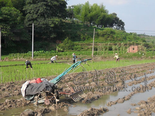 淮土鄉搶插煙后稻8000余畝