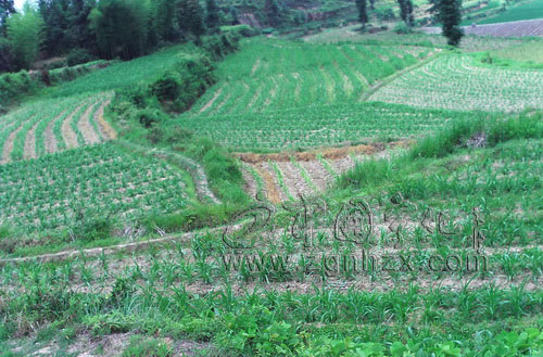 全方位服務打品牌　淮土鄉種植薏米6000畝