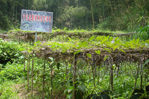 茜坑村中藥材種植形勢喜人