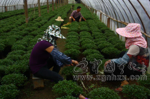 鄭文楊的貸款故事