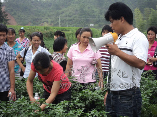 縣婦聯舉辦農村婦女辣椒種植技術培訓