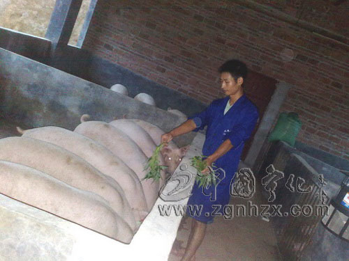 夏讓慧：從武警戰士到“豬倌”