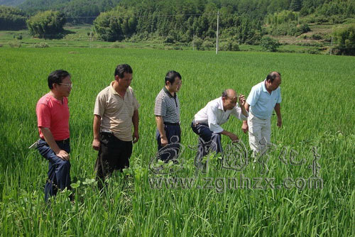 寧化3.5萬(wàn)畝高產(chǎn)水稻長(zhǎng)勢(shì)喜人
