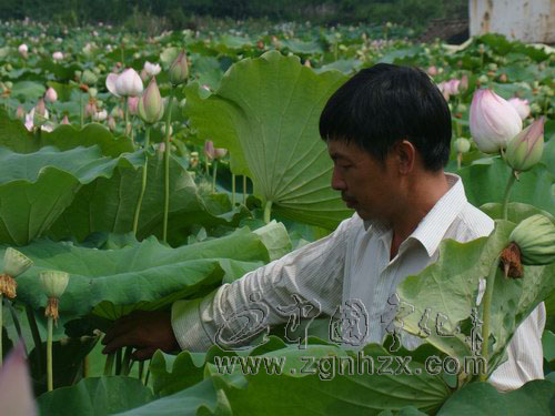 寧化：蓮產業成龍頭村致富“龍頭”