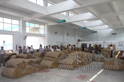 寧化煙葉收購過半 預計今年收購量比增三成