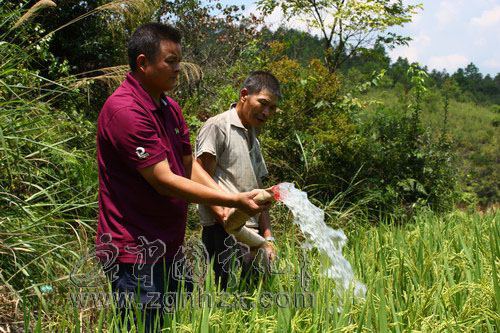 下沙村：抗旱有招，稻田不“渴”