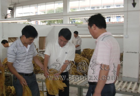 寧化300畝生態有機煙完成收購調運