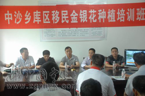 中沙鄉優惠政策扶持金銀花種植