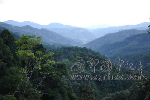 寧化：410余萬生態林補償金直達2.3萬農戶