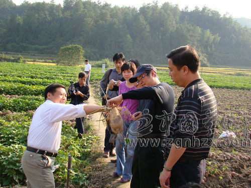 全省甘薯新品種展示觀摩會在寧化召開