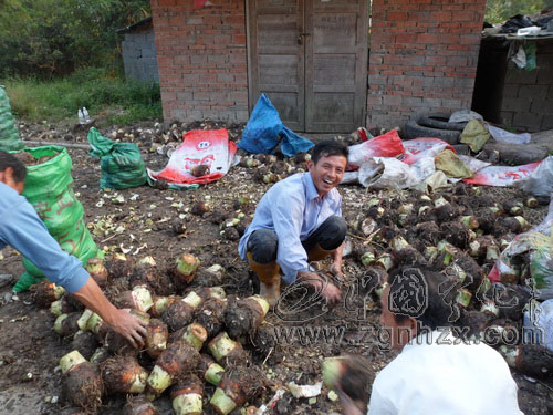 檳榔芋頭成安遠計生戶致富“拳頭”