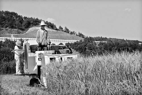 寧化400多臺收割機秋收唱主角