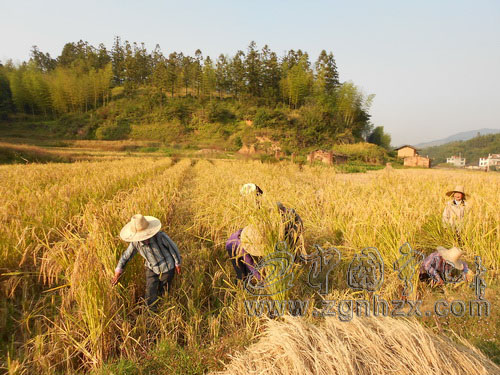 方田鄉計生協會會員互助保秋收