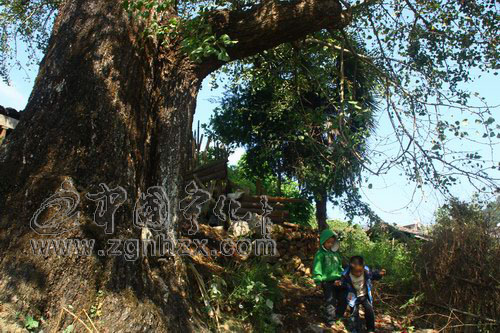 客家古村銀杏熟了