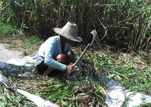 淮土鄉6000畝薏米喜獲豐收
