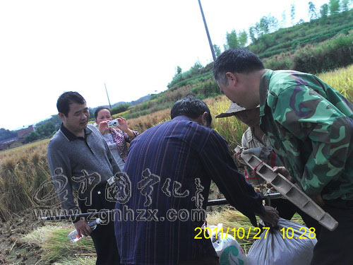 寧化超級稻試種測產畝產濕谷859公斤