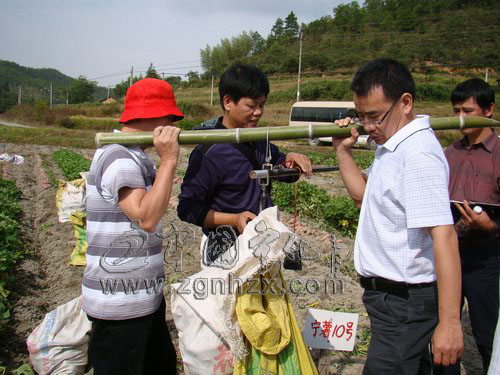 省甘薯新品種寧化種植示范片通過測產驗收