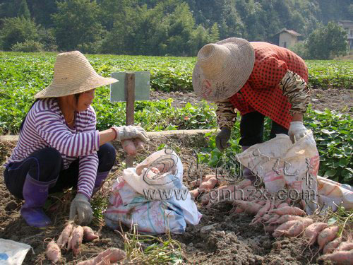 寧化甘薯新品種示范創(chuàng)佳績