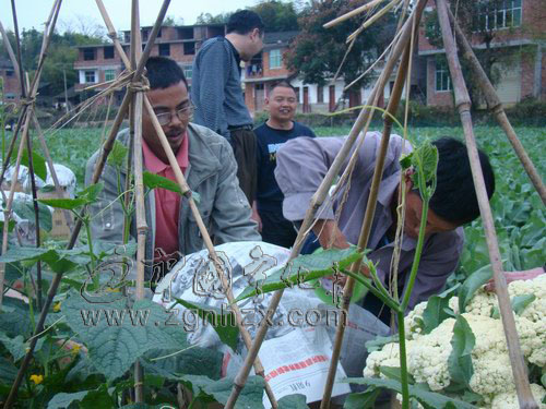 寧化：現(xiàn)代農(nóng)業(yè)助力農(nóng)民增收