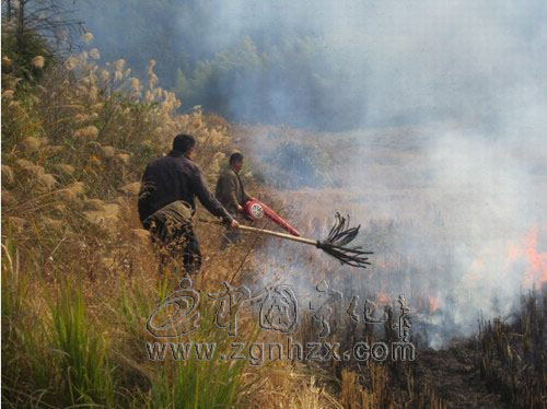 泉上鎮實施有計劃集中燒除專項行動