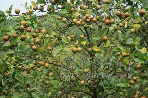 寧化新植油茶可獲補助
