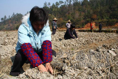 寧化：冬種金銀花50萬株