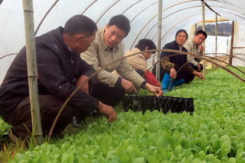 寧化200多煙技員田頭抗霜凍