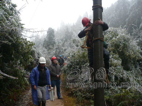 寧化供電連續13小時修復冰雪毀損線路