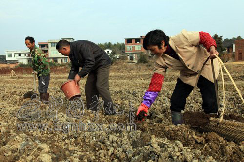 寧化10萬畝“翠碧一號”忙移栽