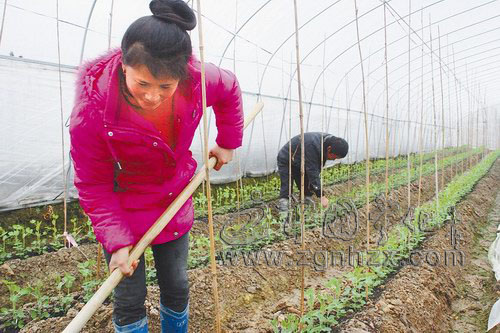 寧化綠苑生態農莊生產忙