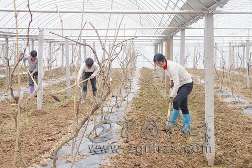 葡萄園里耕作忙