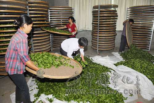 春輝茶業實現寧化“省企業知名字號”零突破