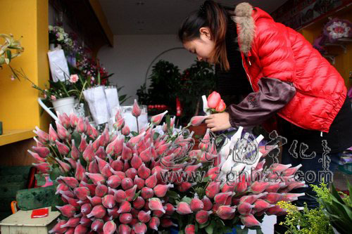 寧化：情人節(jié)到 玫瑰俏銷(xiāo)