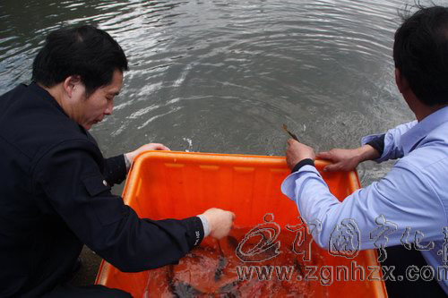 牙梳山首批260公斤魚苗投放入河