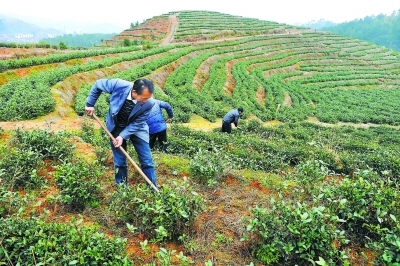 寧化綜合治理水土流失