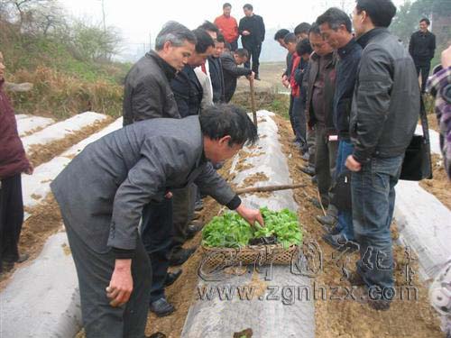 曹坊鄉全力以赴抓好烤煙移栽工作