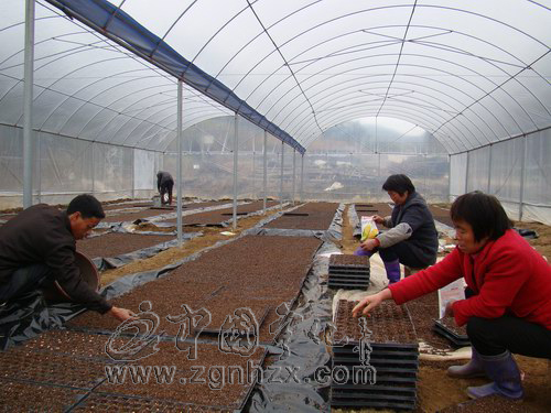 寧化首次推行玉米濕潤(rùn)軟盤育苗新技術(shù)