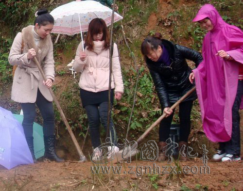 寧化實幼教職工 義務植樹慶“三八”
