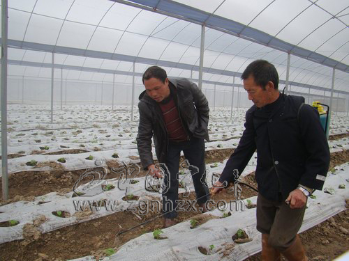 寧化：“科技特派員”田間為農解難題