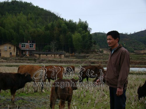 邱加爐：勤勞致富執“牛耳”