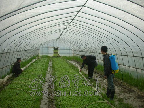 寧化5800畝煙田受災 煙農忙自救