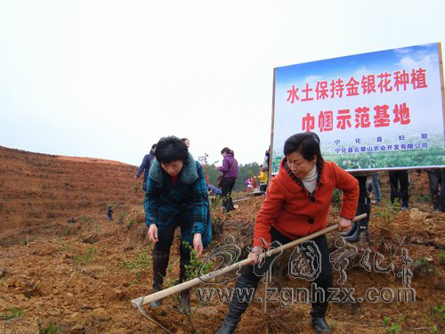 寧化：“巾幗”先鋒隊(duì)齊種金銀花